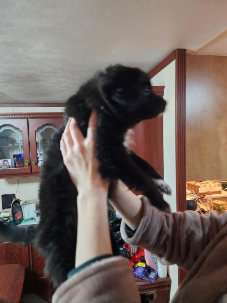 Furry puppies looking for new home 