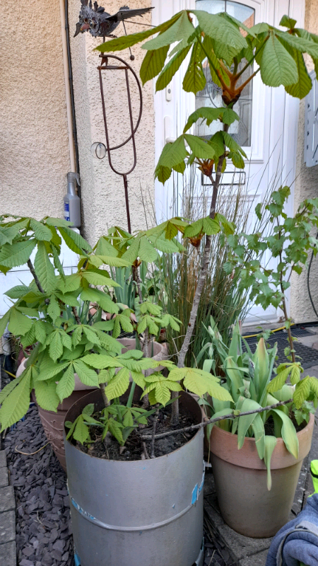 Horse chest nut trees (conker)