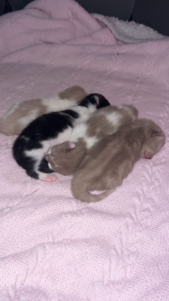 Ragdoll mix kittens 