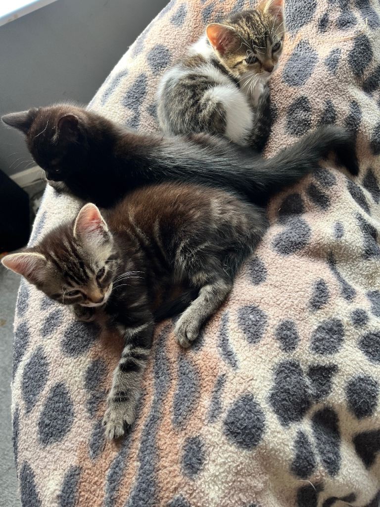 3 kittens ready for collection 