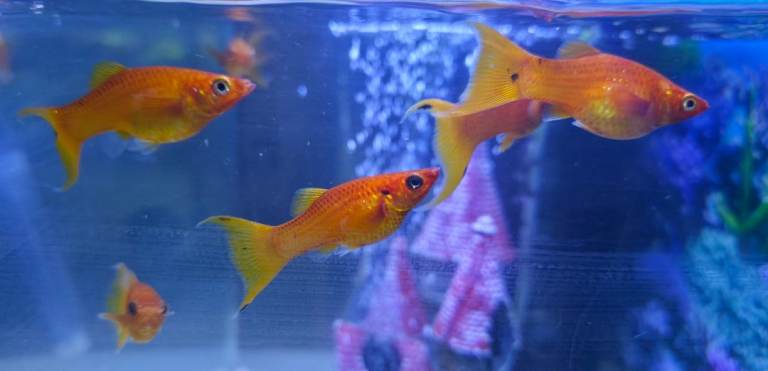 6 Orange Lyretail Molly and 1 Gold Gourami