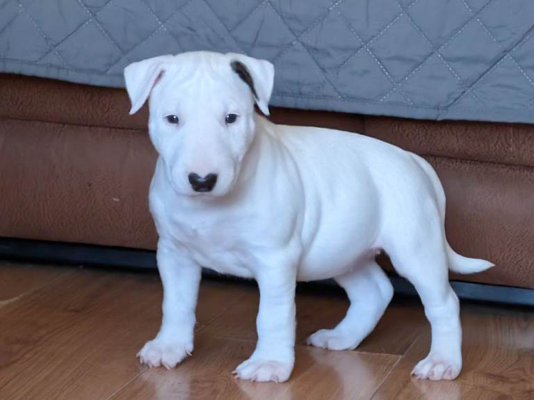 Bull terrier pups