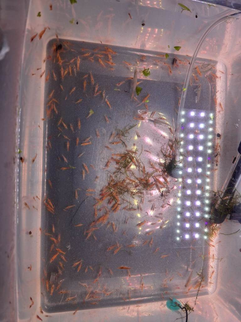 Shrimp 20p each./ Diamond Velvet Blue shrimp £2 coming soon 