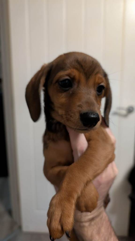 Dachshund puppies 