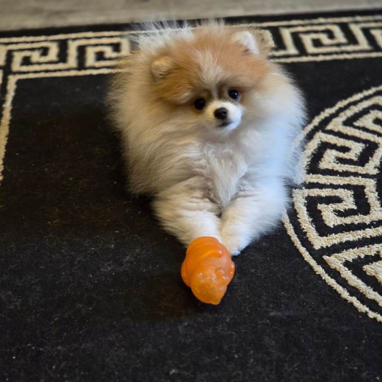 Beautiful Pomeranian female 18 months old 