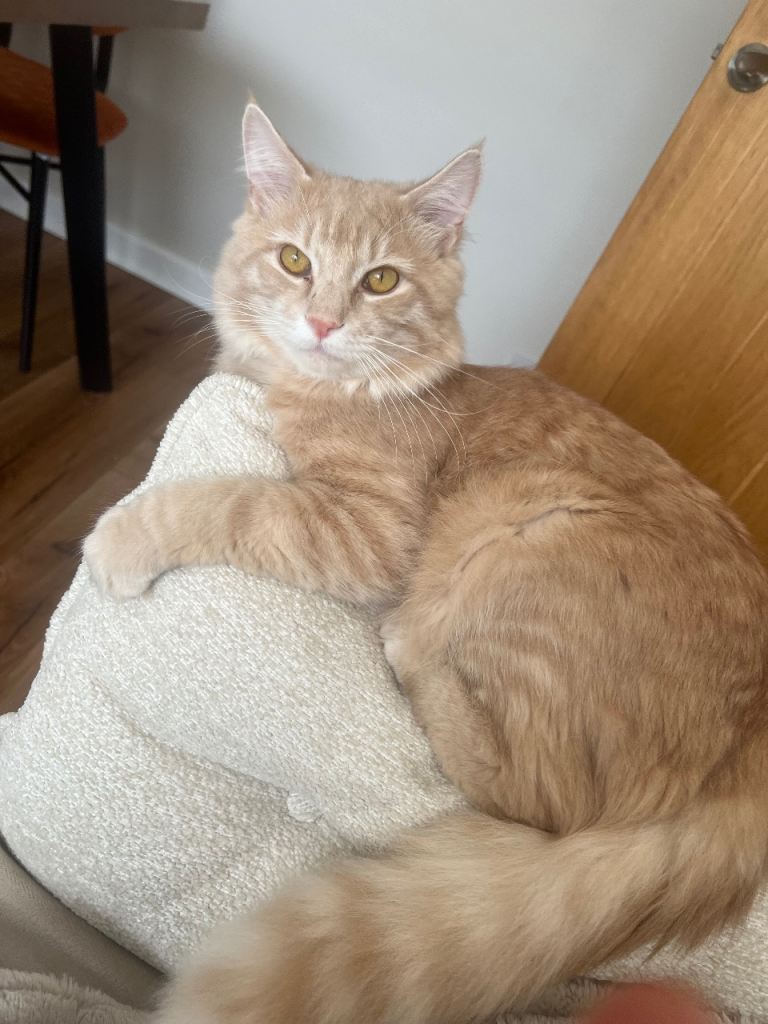 Main Coon Kitten 6 month old male