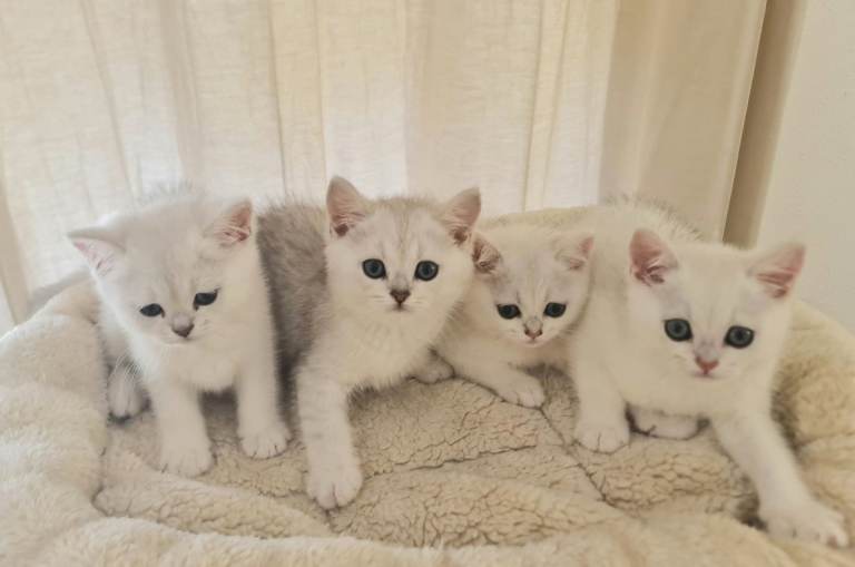 BRITISH SHORTHAIR KITTEN BLUE EYES - PADIGREE 