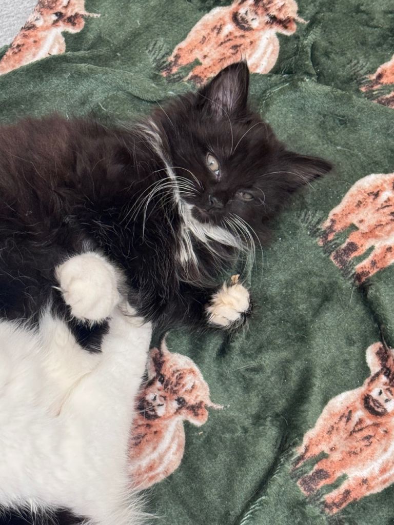 Half Maine coon kittens