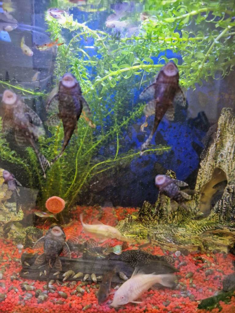 Bristlenose Pleco  and Guppy Aquarium Fish