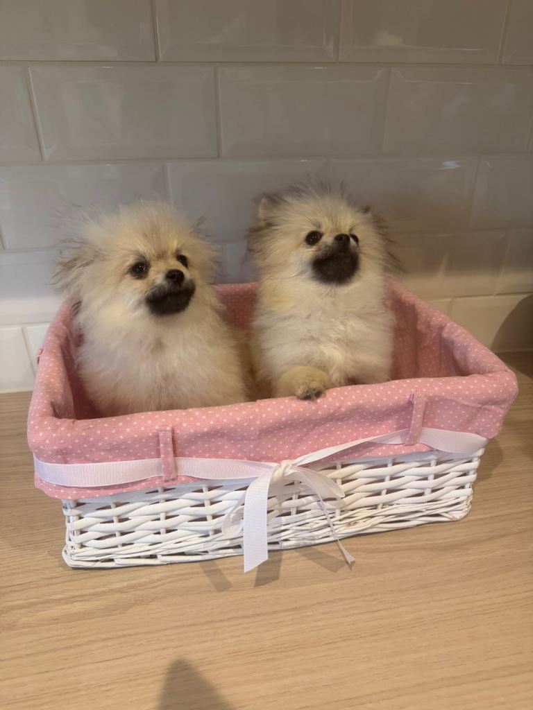 Adorable Pomeranian puppies 