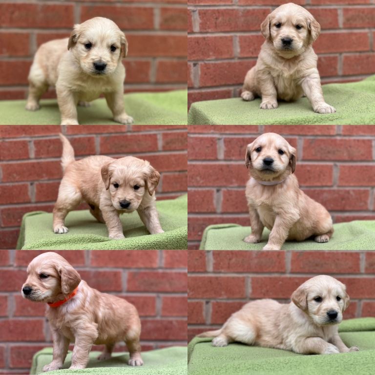 Golden Retriever Puppy Puppies 