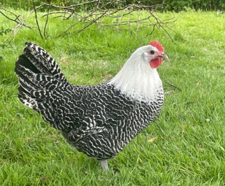 excellent hybrid hen,s for sale 