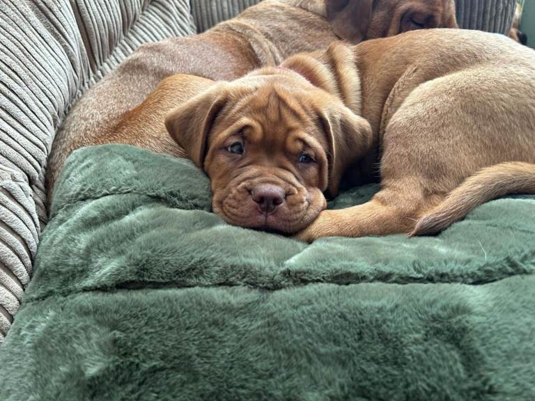 Mastiff puppies dogue de Bordeaux/ boerboel mix