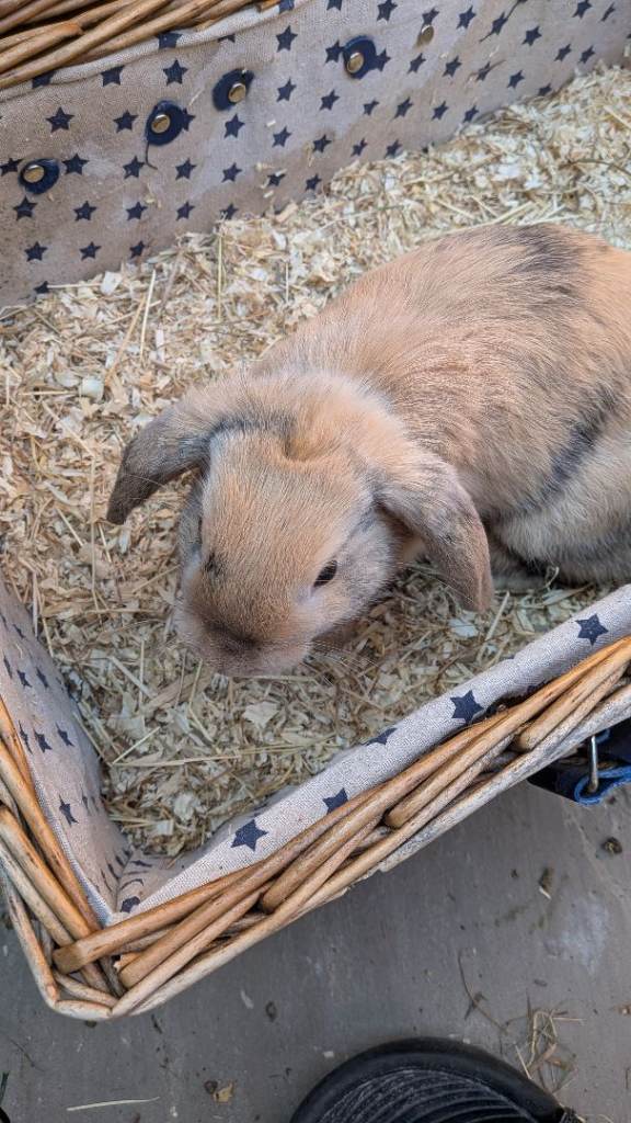 Gorgeous dwarf lop bunny rabbits - available in male & female 🐰🐇