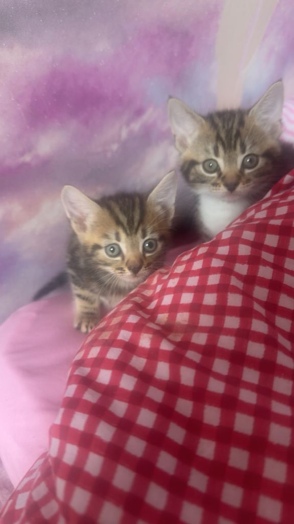 3 kittens looking for forever homes 