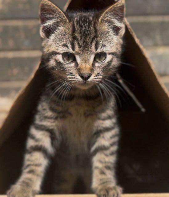 1 Tabby + 1 Black (both male)