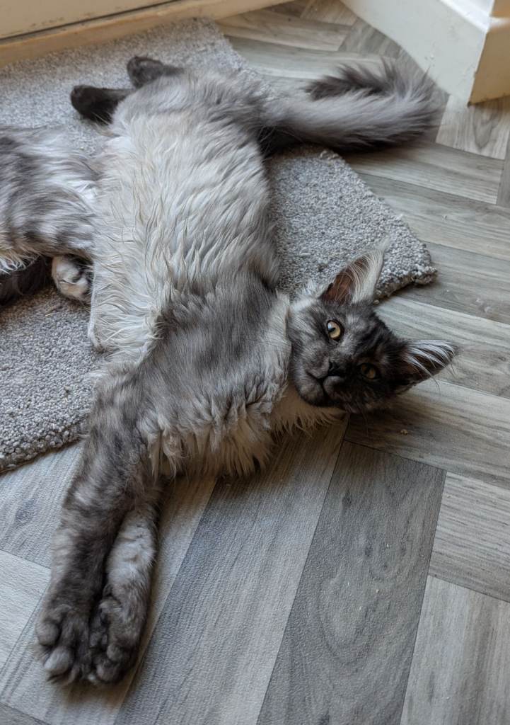 🐾 Adorable Maine Coon Kittens for Sale! 🐾