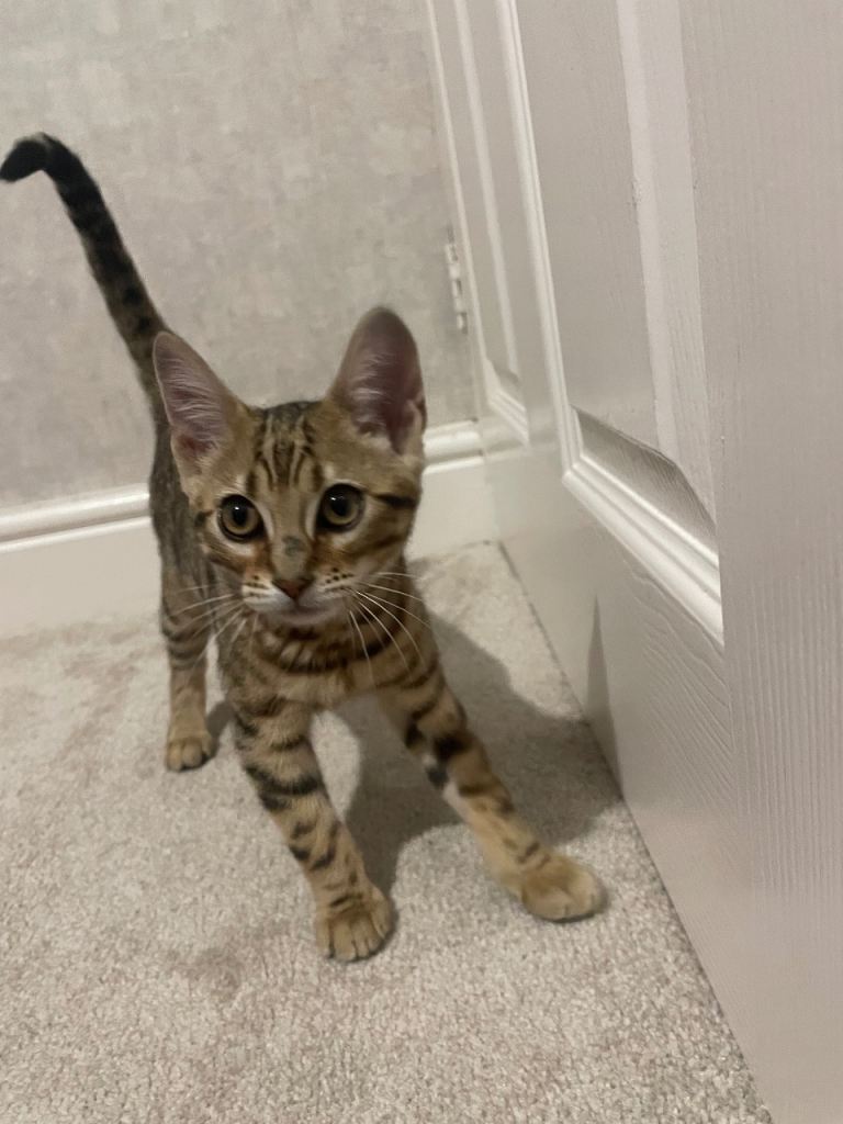 Kitten for sale 