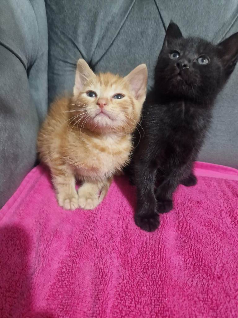 Gorgeous Kittens