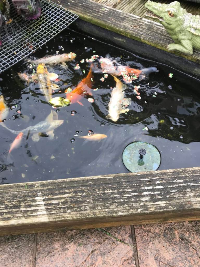 15 fish including large koi carp for sale 