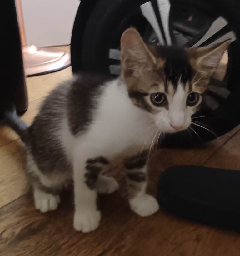 Tabby kitten