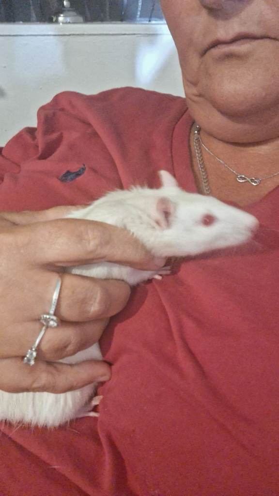 2 White Albino rats 