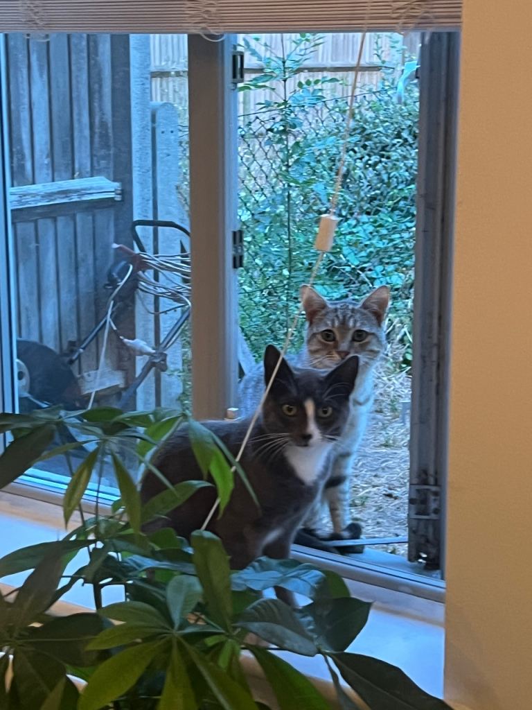 Two stray brothers