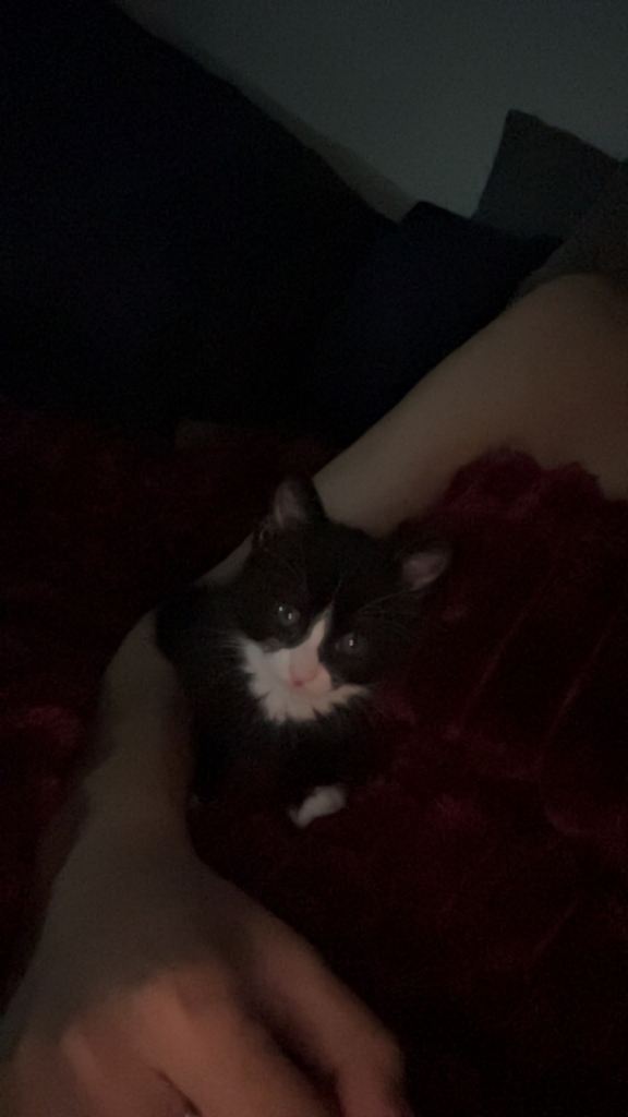 Playful and super fluffy kitten 