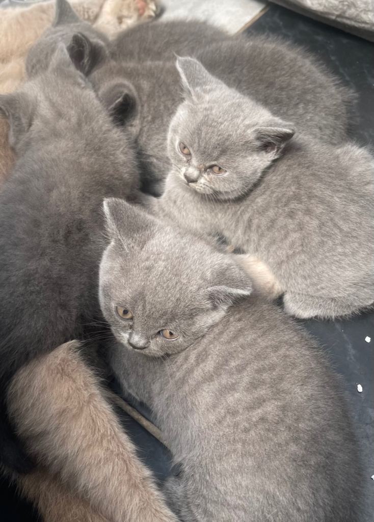 British short hair for sale 