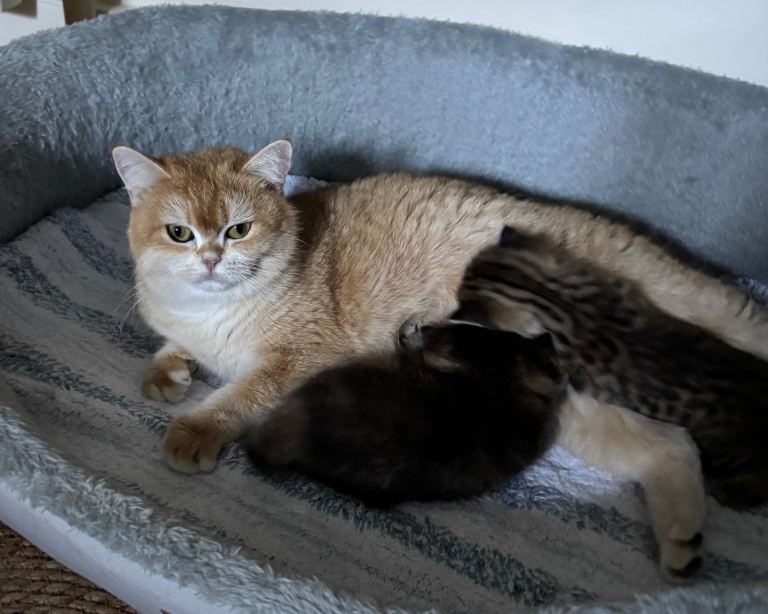 Pedigree British Shorthair 