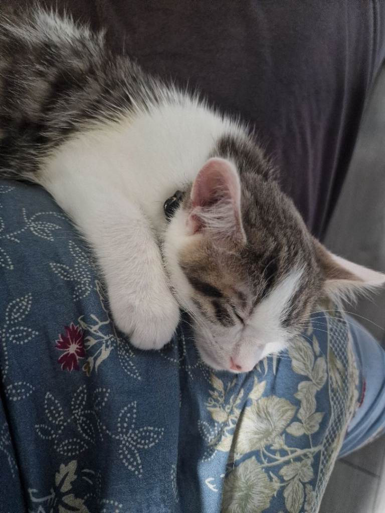 1 male kitten