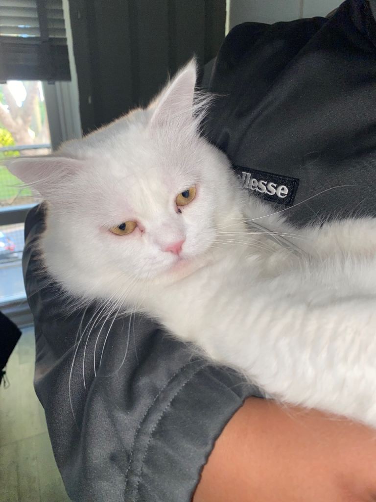 Beautiful Cat Up for Sale