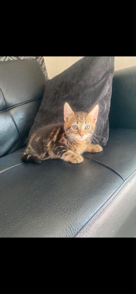 Gorgeous 8 weeks old kittens in whitechapel 