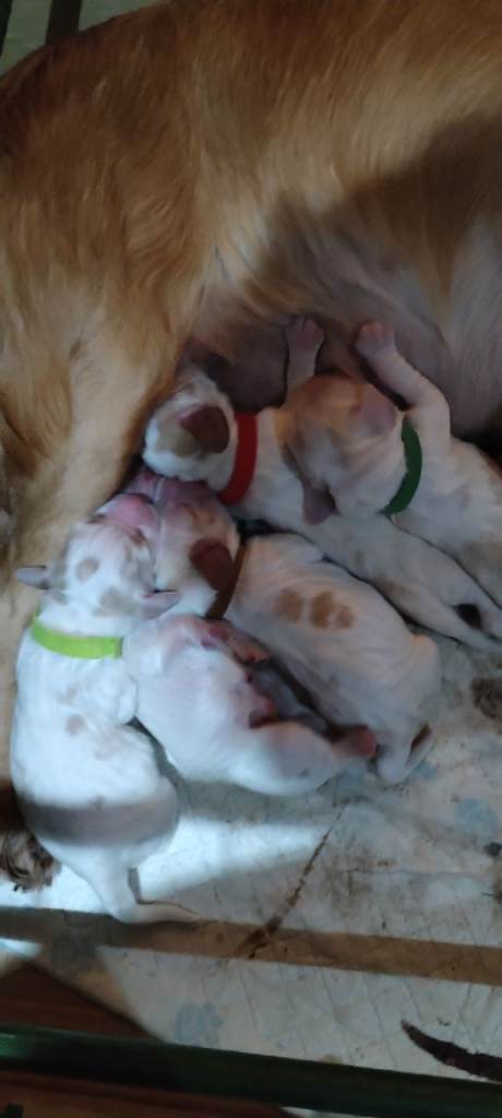 Stunning Kc reg cocker spaniel pups for sale - golden and orange roan