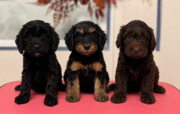 F1b cockapoos