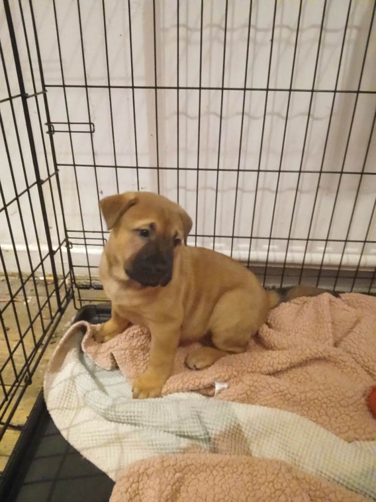 £600  chow and staffy babys  1GIRL  still available ready to leave today xx