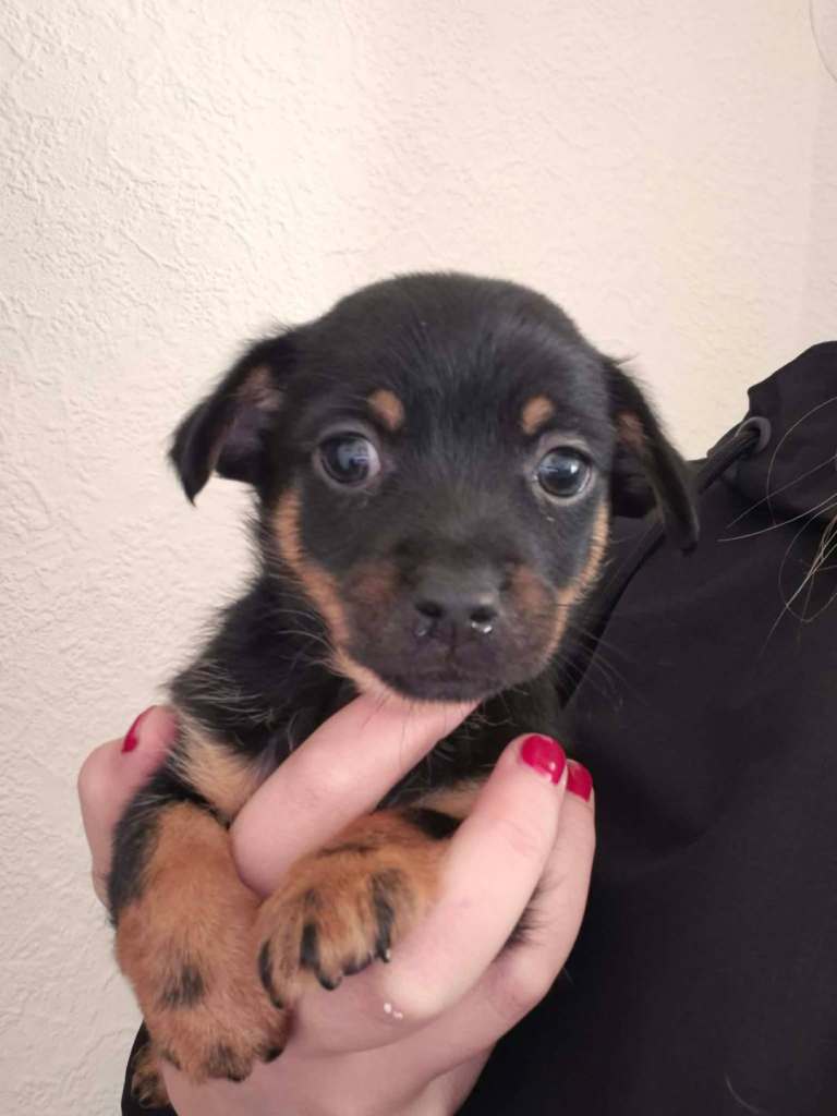 Chihuahua cross puppies. Two males. 