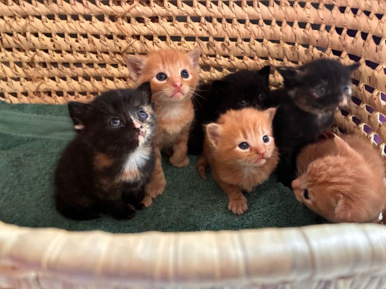 Kittens looking for forever homes