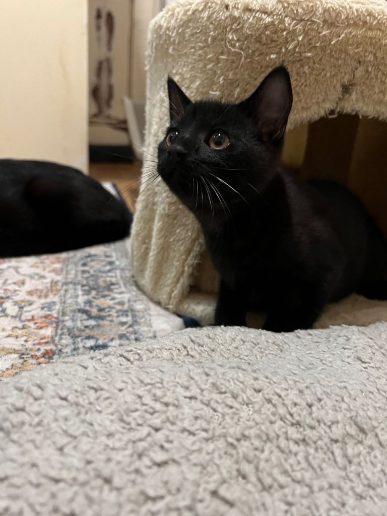 12 weeks old Kittens 