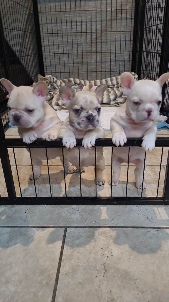 3 frenchies ine boy 2 girls,reduced for quick sale