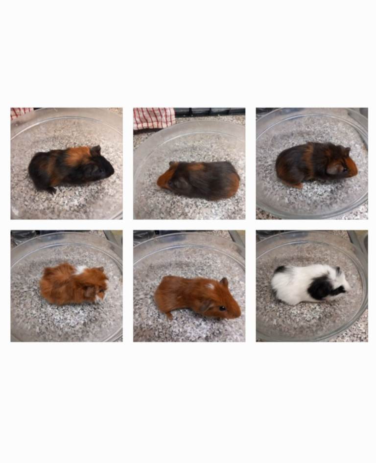 Baby guineapigs for sale