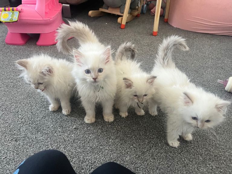 9 week old ragdoll kittens for sale £450 