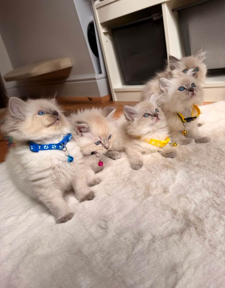 Pure Ragdoll kittens