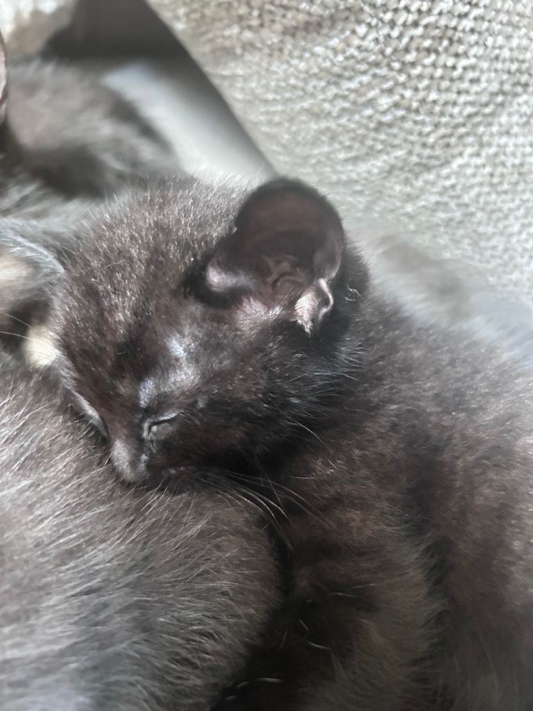 Kittens 