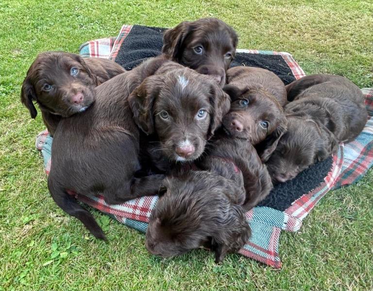 Sprocker Pups