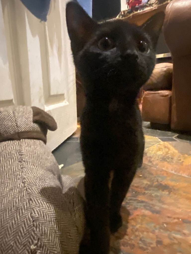 Beautiful Black Kitten for Sale