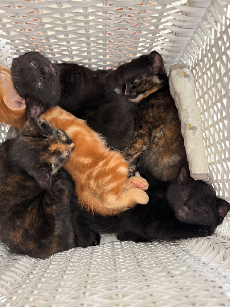 4 kittens for sale READY NOW