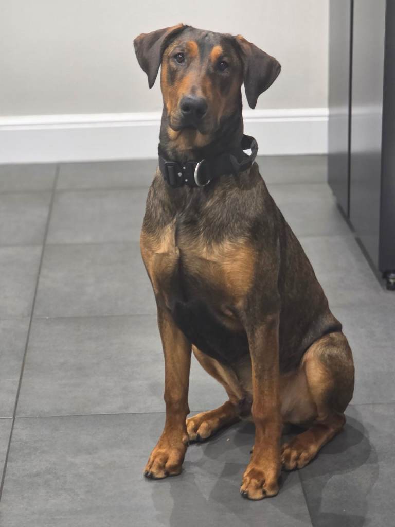11month Old Doberman - Looking for a loving family home 