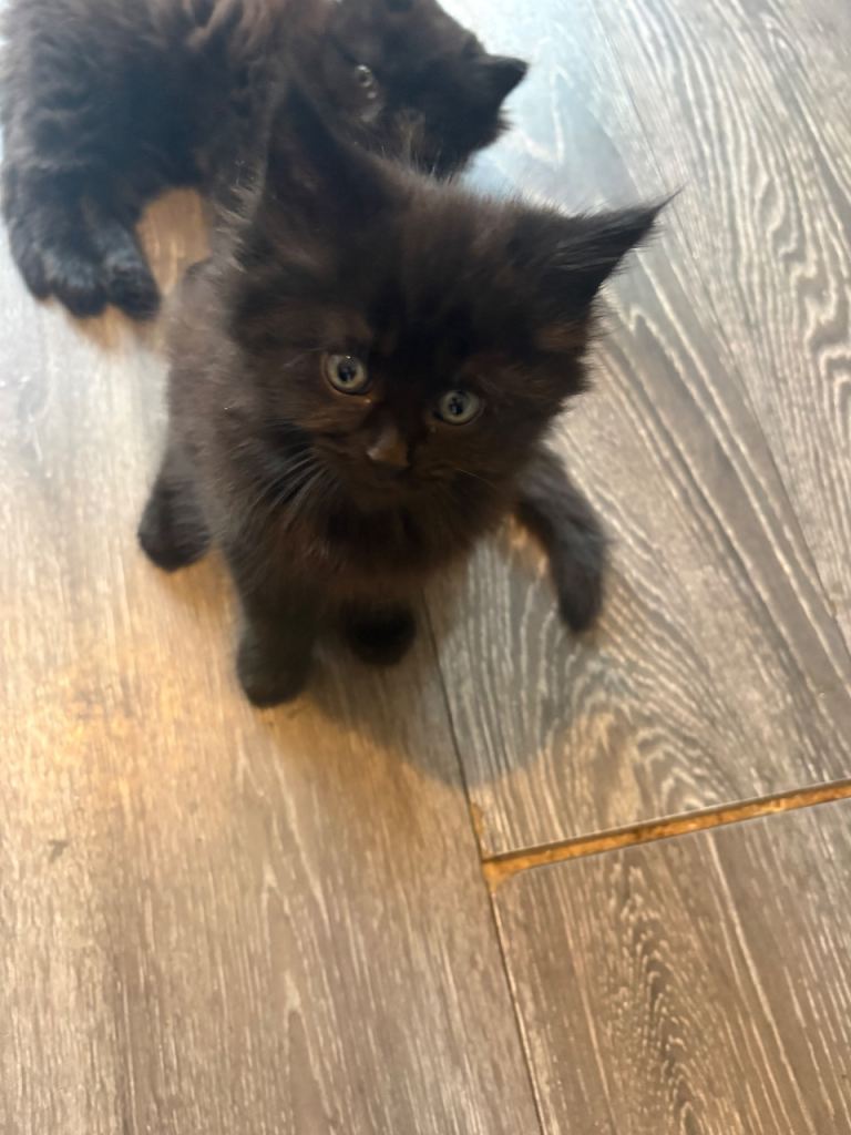 Kittens for sale 