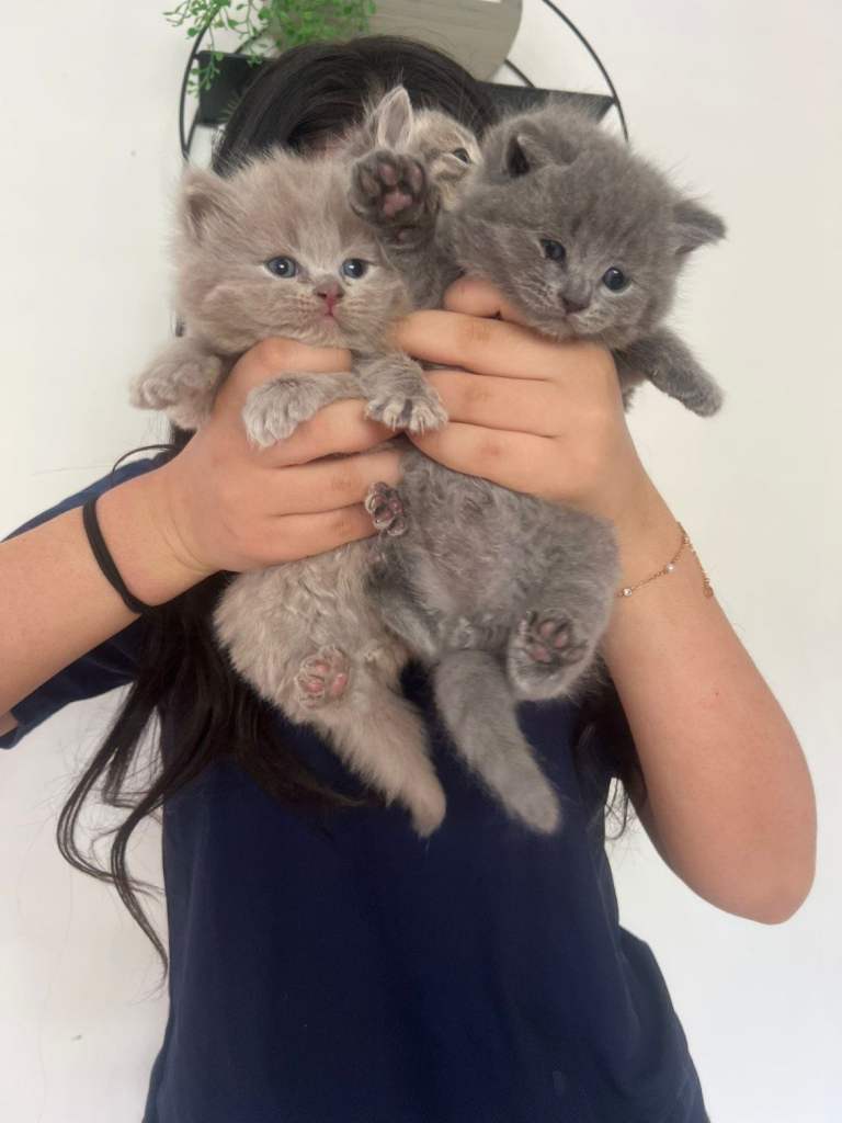 British short hair kittens for sale 